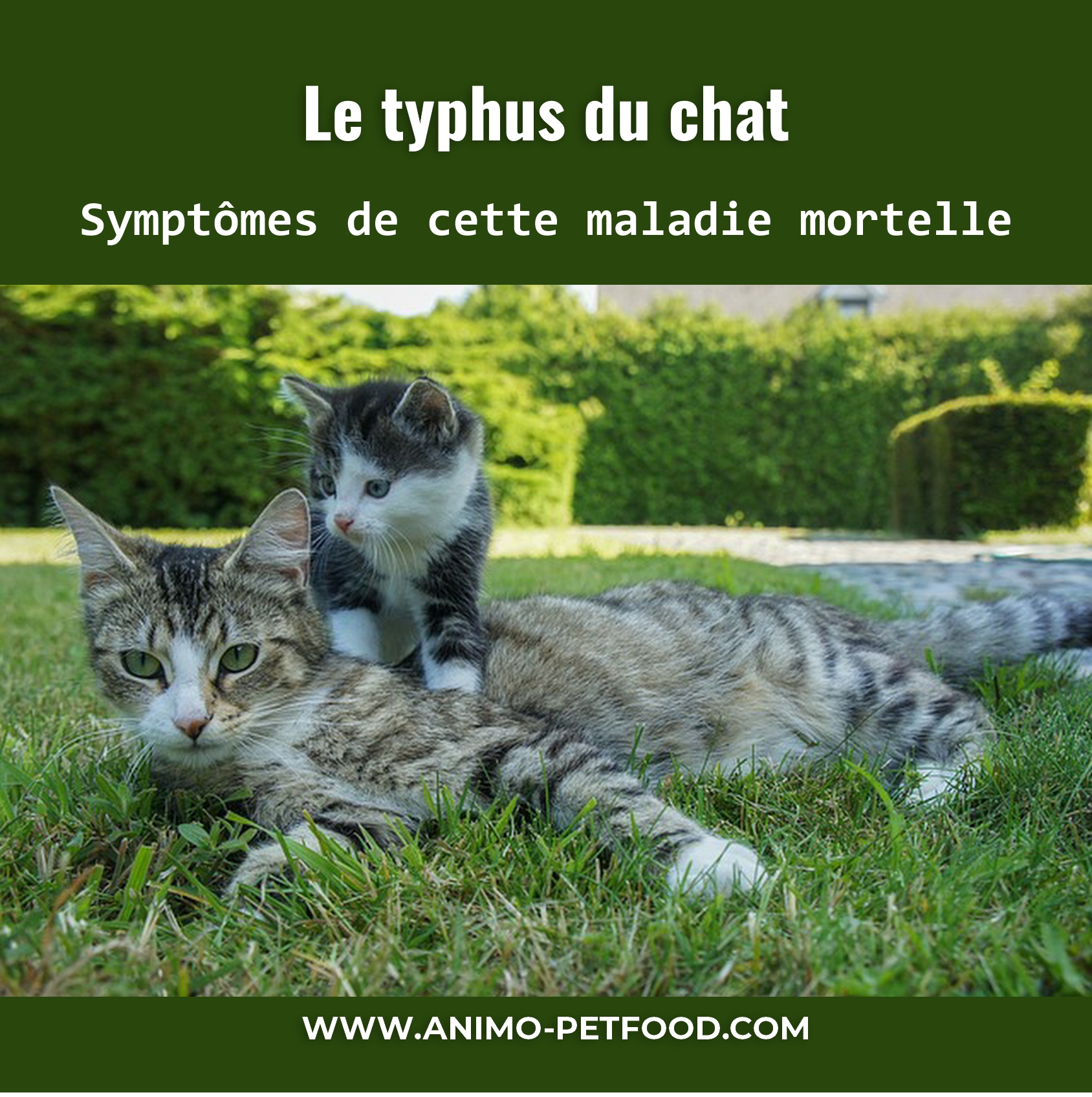 Le typhus du chat